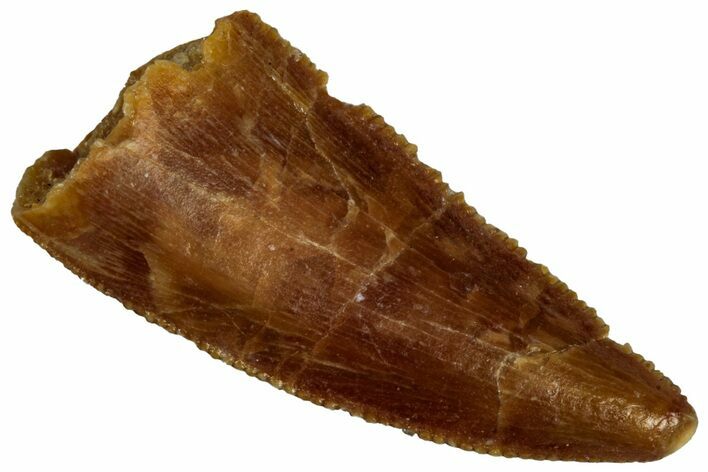 Serrated Raptor Tooth - Real Dinosaur Tooth #300915